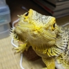 今日もはちゅ達だけ