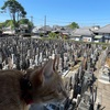 朝から発熱だるい