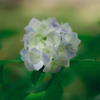 紫陽花の花