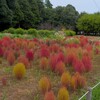 高崎自然の森のコスモスとコキア～つくば市とその周辺の風景写真案内（１１７０）