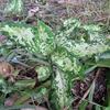 Aglaonema pictum "type Nirvash" P.Nias【AZ0710-9】