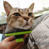 愛猫は「甘えん坊」が可愛い。