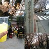 桜祭り