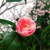今年が終わりますが、良いお年を。