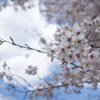 目黒の桜