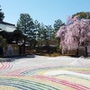 高台寺のしだれ桜2020、虹色の庭園で満開！！