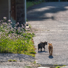 深島のねこさん