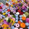 令和６年：讃岐７カ寺巡礼で花手水「花めぐり」（パート10）