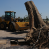 Little Known Facts About Tree Removal North Brisbane