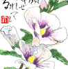 【西東京の植物絵手紙（55）…西東京市中町で木槿（むくげ）の花に出会った！】