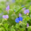 秋の山野草　初秋〜中秋