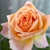 薔薇の開花