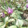 万葉自然公園かたくりの里訪問記　かたくりの花が見頃です