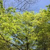 華やぐ自然の季節。亀石川2 砂防ダムからの風景：自転車散歩：ポタリング