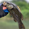 梅雨入りした６月の多摩川で3匹ゲットした話☁️🎣🐟🐟🐟✨😄🌿