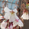 (321) Prunus spachiana