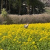 2022年3月26日🐾 今日のマヤ暦