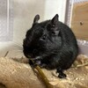 くろごまあん二世 570日目