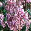 アセビの花