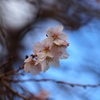 ２０２３年大乗寺丘陵公園の十月桜