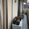 長雨の前に　軒下へ移動