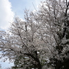 近所の公園で桜などの撮影