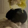 くろごまあん二世 305日目