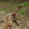 「昨年植えたヘーゼルナッツの木に、なんと！、大きな変化が。」 - Hazelnut 2