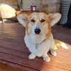 姐さんの名はPIPPA（ピッパ）です！
