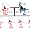 ビーシュリンプとシャドーシュリンプは混泳可能？繁殖や交雑について