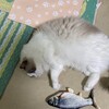 また雪が降って熱心に雪を眺めていたふくちゃん
