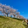 　西日本最大級の桜並木