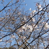 2022年桜（ソメイヨシノ）の開花予想1　福井県小浜市の桜はいつ開花するか