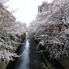 高田馬場　「神田川の桜」