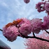 道に綺麗な桜？満開でした☆