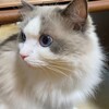 朝ふくちゃんがとてもよく甘えてくれたこと