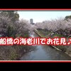 船橋の海老川でお花見♪（工房達矢さん）