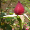 ウォーキングコースの花々