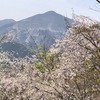 【羊山公園･日向山】国道299号花めぐり！芝桜の丘と山の花道