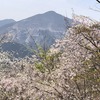 【羊山公園･日向山】国道299号花めぐり〜芝桜の丘と山の花道