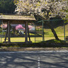 黒田小学校跡・常燈寺の桜