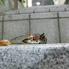 落ち蝉（クマゼミ）