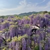 2026年版｜藤の開花予想と満開カレンダー