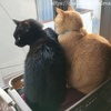 キャリーバックが出ると