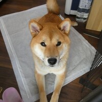 看板犬　になれるかな？