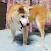 クリンへの想いは尽きなくて・・・237