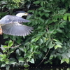 獲物を狙って飛ぶササゴイ2