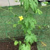 庭にできた野菜畑　ゴーヤの花が咲きました！
