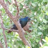 アカガタテリムク Cape Starling