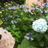 うさちゃん梅雨ヘアと楽天キャンペーン♪